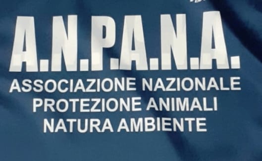 particolare pettorina con quattro elastici particolare pettorina con quattro elastici